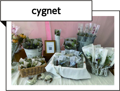 cygnet